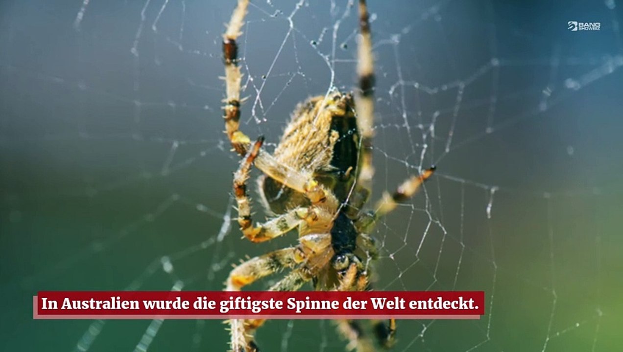 Die giftigste Spinne der Welt ist in Australien entdeckt worden