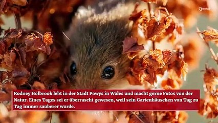 Eine Maus wurde beim Aufräumen eines Gartenhauses gefilmt
