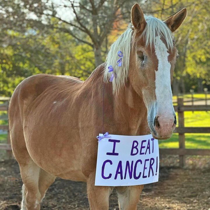 Aplaudamos de pie a esta yegua porque logró vencer el cáncer