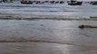 Baleia em decomposição há 5 dias deixa praia de Florianópolis imprópria para banho