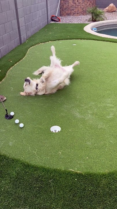 The Cutest Putting Obstacle