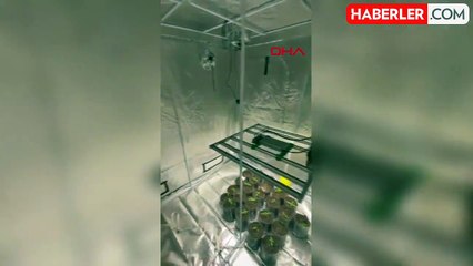 Didim'de Evde Hint Keneviri Yetiştiriciliği Yapan Şüpheli Yakalandı