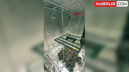 Didim'de Evde Hint Keneviri Yetiştiriciliği Yapan Şüpheli Yakalandı
