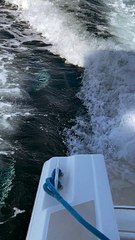 Orca Breaches Behind Boat