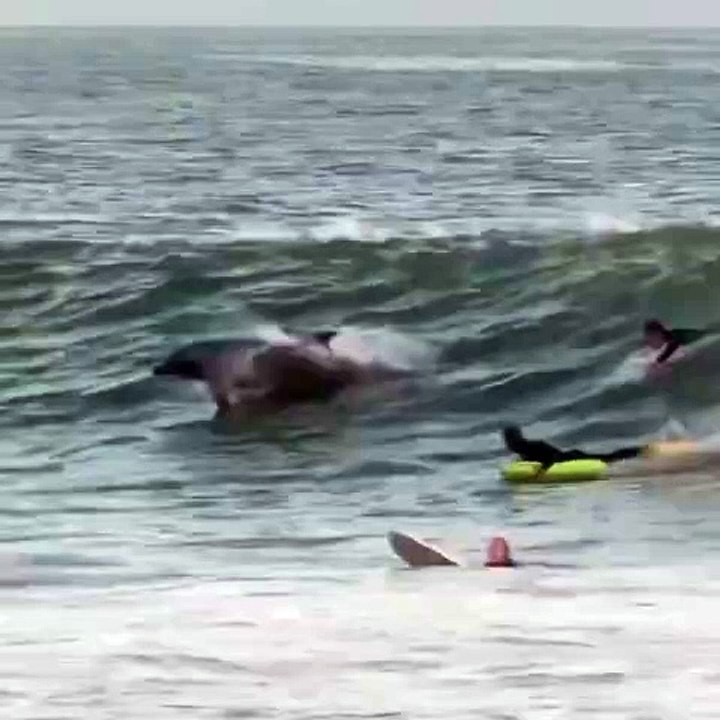 Ces surfeurs ont eu la surprise de prendre une vague avec des dauphins !