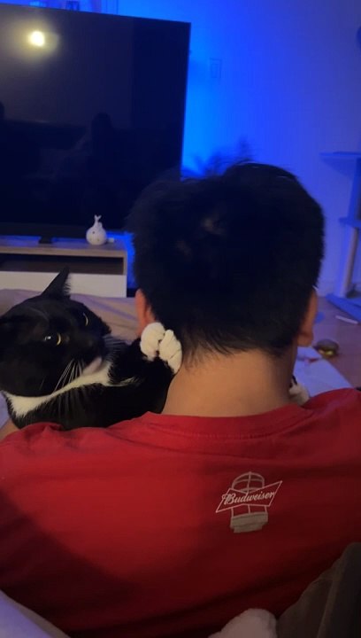 Cat Must Be Released