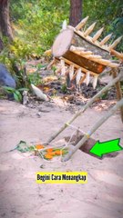 Perangkap Babi Hutan Liar Yang Tajam