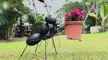 mqn-En Atenas encontramos La casa de las hormigas-100124