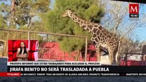 Aún no se concreta el trámite para trasladar a la jirafa Benito a Puebla