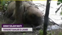 Anak Gajah Sumatera Mati, Diduga Terseret Banjir Bandang Jambi