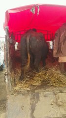 نیلی راوی بھینس|لاہور روانہ|منڈی اقبالنگر