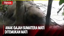 Pilu! Diduga Terseret Banjir Bandang, Anak Gajah Sumatera Ditemukan Mati