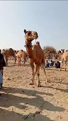 Desert camel