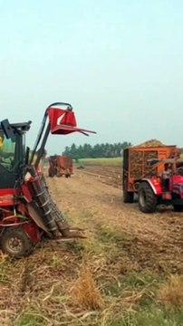 Sugarcane harvester video in India // sugarcane harvesting system by mechine in India