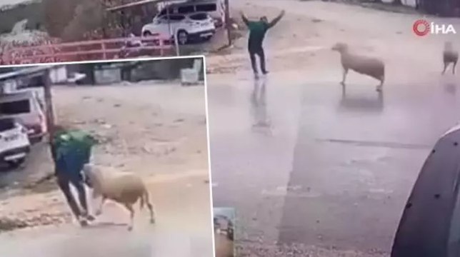 Yolun karşısına geçmek isterken koçun saldırısıyla kendini yerde buldu... O anlar kamerada