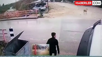 Yolun karşısına geçmeye çalışan yayaya koç saldırdı! O anlar kamerada