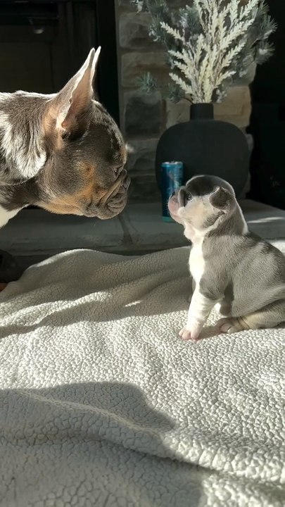 If dogs can talk...?