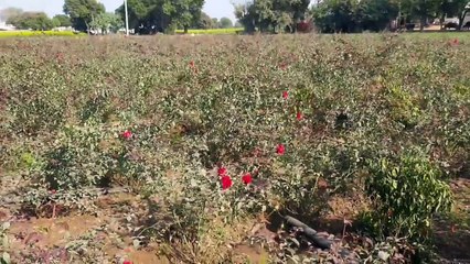 फूलों की खेती कर आत्मनिर्भरता के साथ कमा रहे लाभ, देखें वीडियो