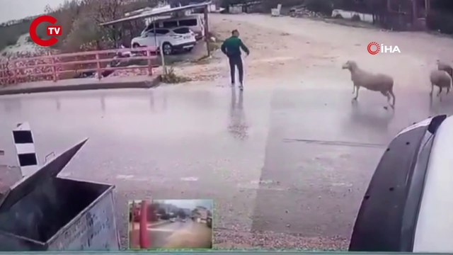Yolun karşısına geçmek isterken koçun saldırısıyla kendini yerde buldu