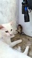 Funny cat dog animal videos on Instagram Tiktok #memes #funnyanimals #مضحك