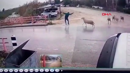 Yolda yürüken koçun saldırısına uğradı