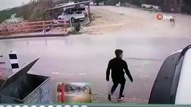 Yolun karşısına geçmek isterken koçun saldırısıyla kendini yerde buldu.