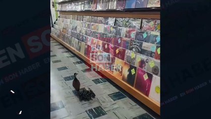 Müzik mağazası gezen ördek ailesi