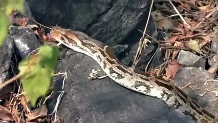 बढ़ती ठंड से अजगर भी परेशान, धूप निकलते ही बिल से आ जाते हैं बाहर