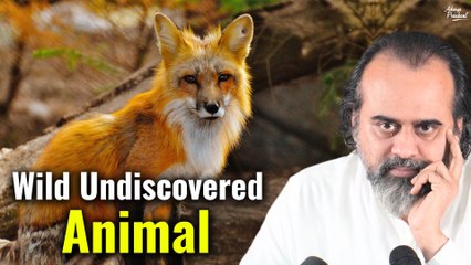 Did you know about this Wild Undiscovered Animal? || Acharya Prashant (2021)