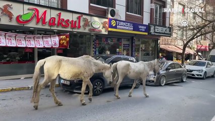 İstanbul Esenyurt'ta başıboş at şaşkınlığı