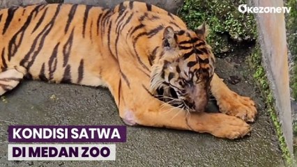 Скачать видео: Empat Harimau Sumatera di Medan Zoo Sakit, Tiga Diantaranya Nyaris Mati