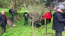Palermo, un ulivo in memoria di Piersanti Mattarella piantato nel Giardino della memoria