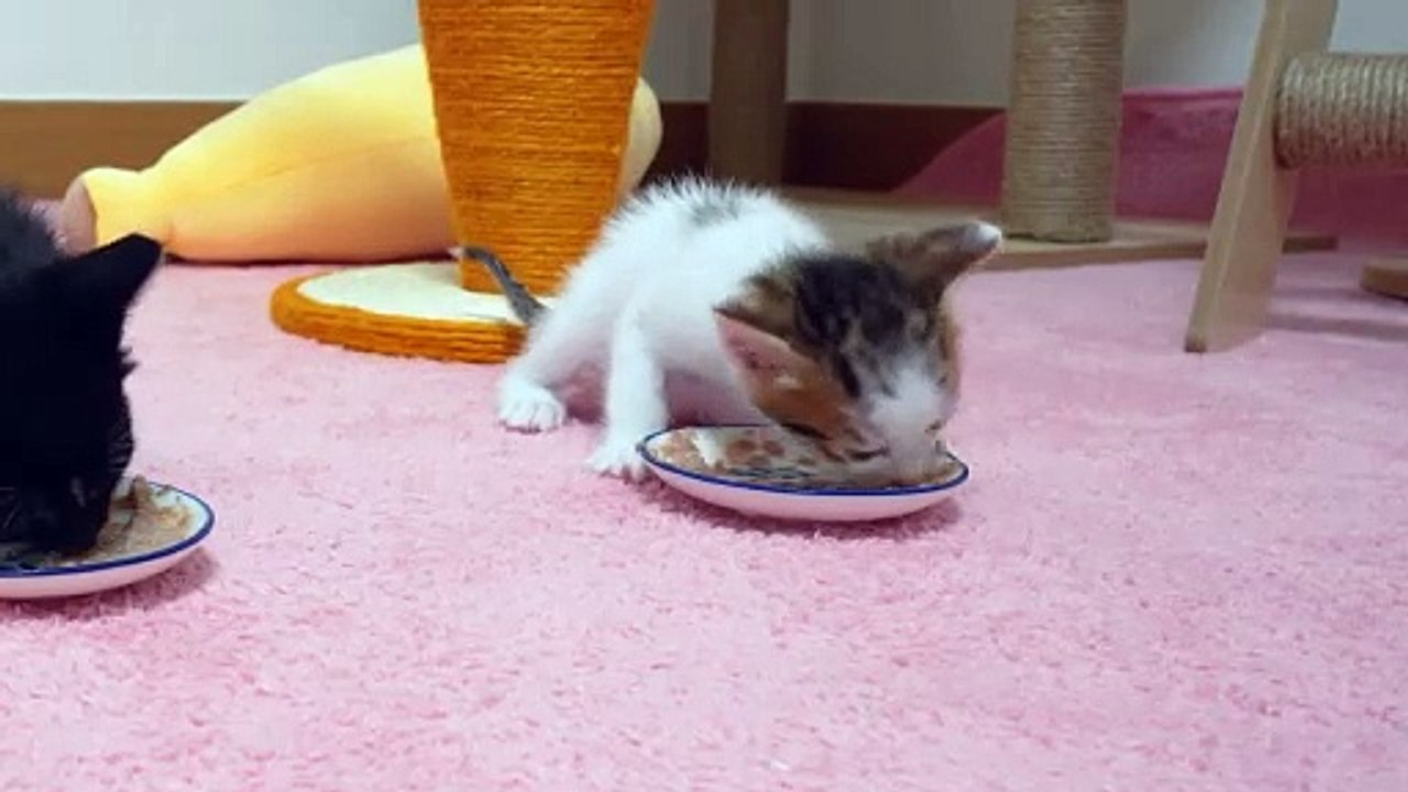 What Happens When Two Kittens Trust Humans 100%
