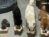 Köpeklerin itaat eğitimine katılan kedi kahkahaya boğdu