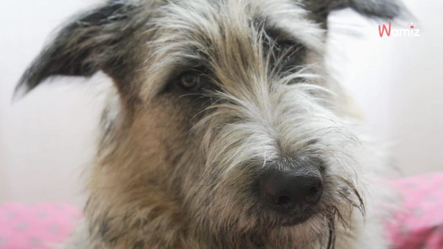 Ce grand chiot de 8 mois est très triste car personne n'a encore jamais rempli le formulaire pour son adoption