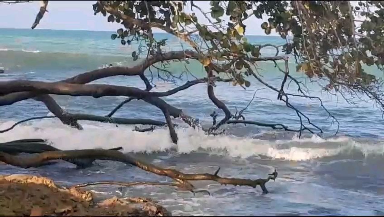 surf roca  cahuita. highlights. 2024