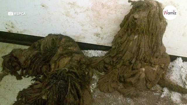 Helfer sind sprachlos, als sie seltsame Kreaturen sehen und näherkommen