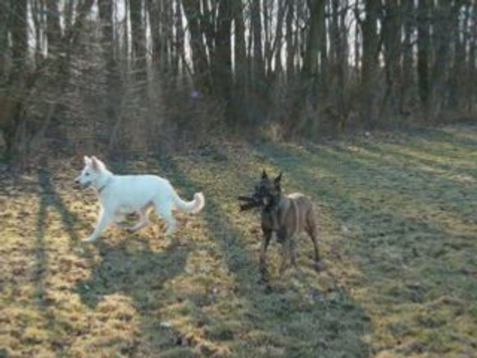 Mes amies 4 pattes