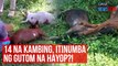 14 na kambing, itinumba ng gutom na hayop?! | GMA Integrated Newsfeed