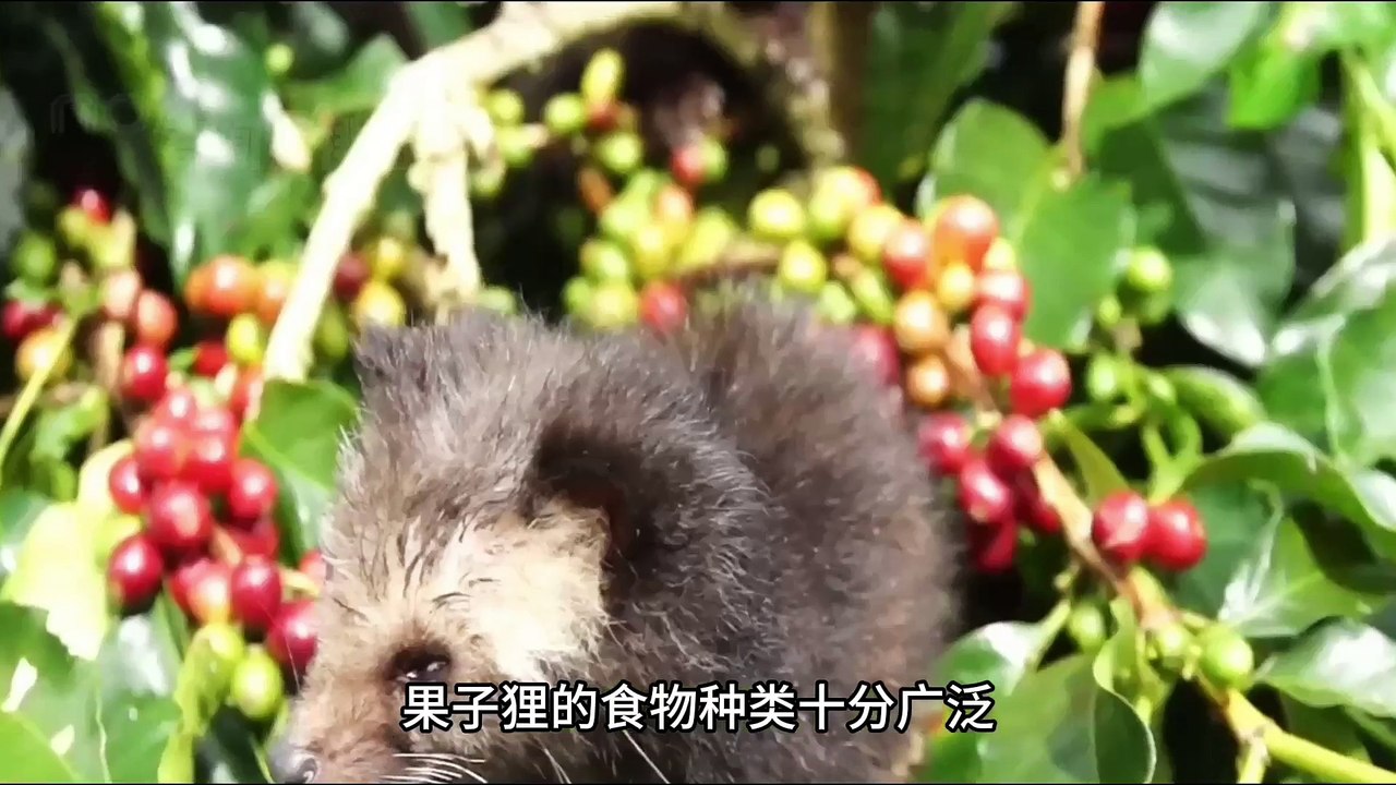 The 11 Most Expensive Piles of Poop in the World, 1 Could Get You 5