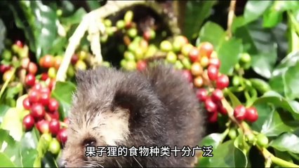 The 11 Most Expensive Piles of Poop in the World, #1 Could Get You 5 Suites Downtown!