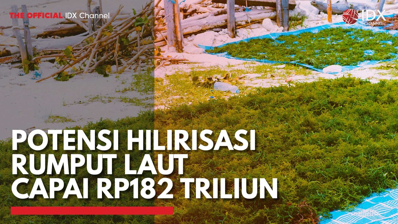 Potensi Hilirisasi Rumput Laut Capai Rp182 Triliun