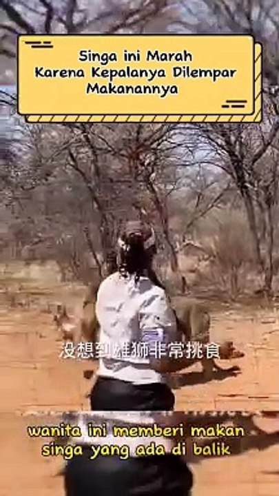 Singa ini Marah Karena Kepalanya Dilempar Makanannya