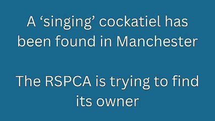 Singing cockatiel found in Manchester