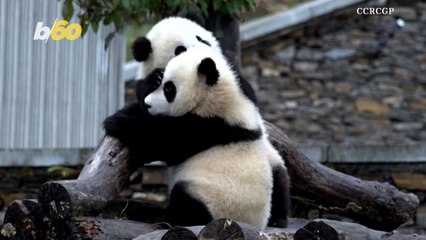 Watch this Tender Moment Between Two Twin Panda Cubs