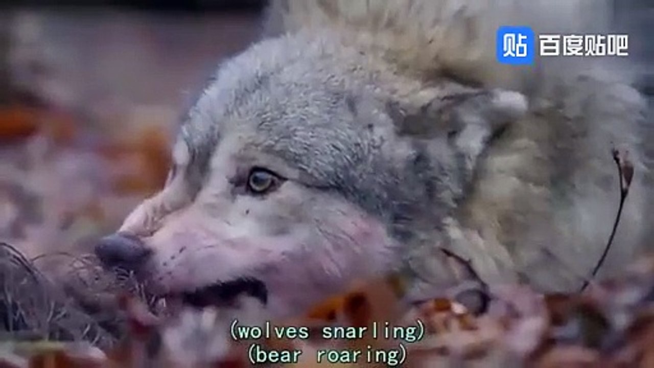 Brown bear takes on two wolves