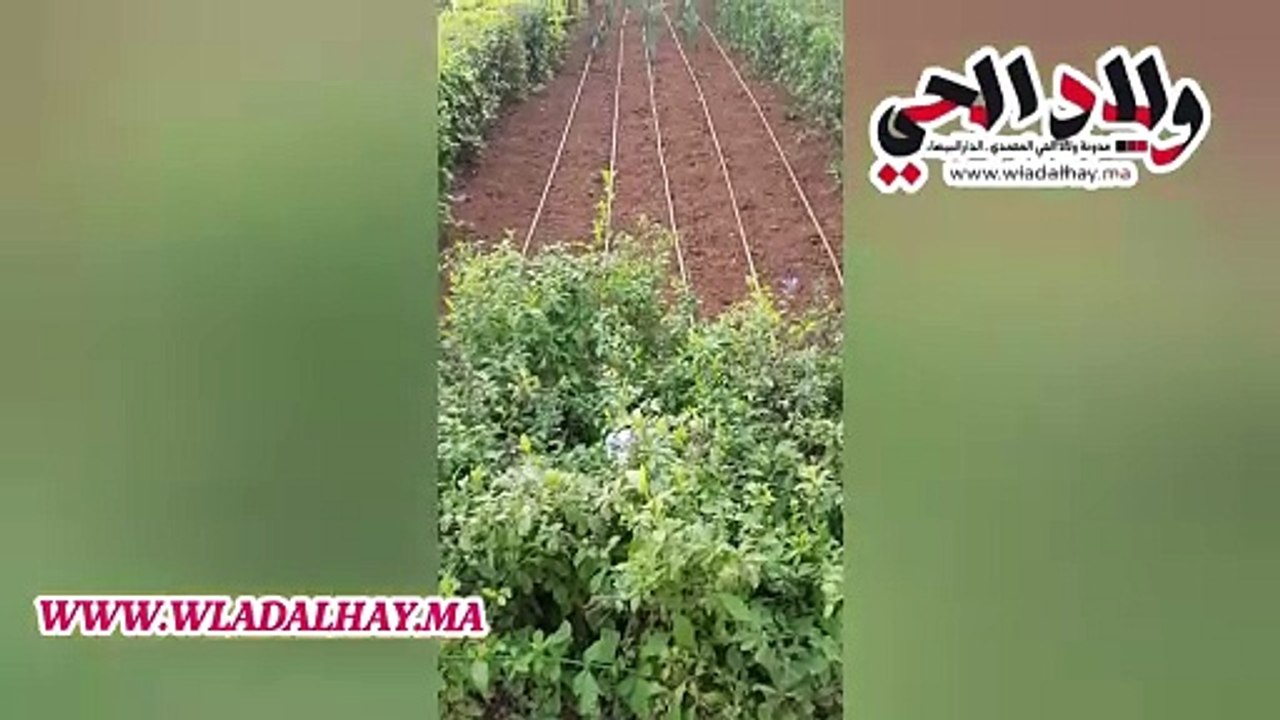 حديقة جامعة الدول العربية في مدينة الدارالبيضاء في المغرب