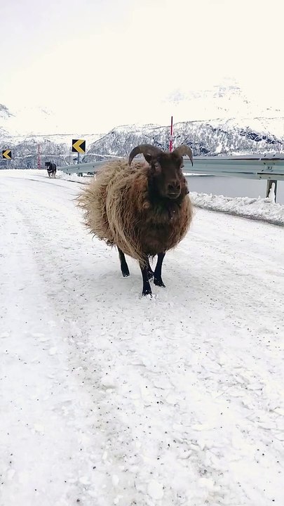Sheep Bounces Down Mountain Road