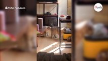 Video: Un gatto annusa il sedere di un altro gatto. La sua reazione fa piangere dalle risate!