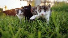 8 Munchkin Cat Breeds